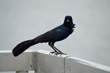 boat-tailed grackle
