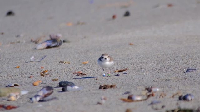 Low angle shot of a snowy plover hunting for food on the beach.  Plover is weighted down with four different color leg tags.  2x slow motion clip highlights some funny walking movements.
