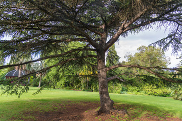 Obraz premium Nature in Dandenong mountain Melbourne