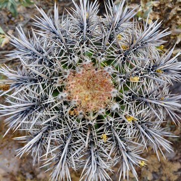 Top of Saguaro Cactus New Growth Desert Arizona