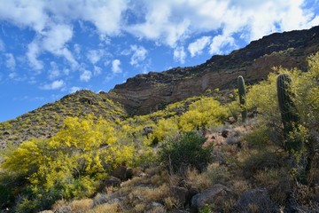 Fototapeta premium Usery Mountain Regional Park Mesa Arizona Landscape Desert