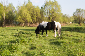 Plakat Black and white horse breed pony. Horse grazing in the meadow. The horse is grass.