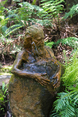 Nature in Dandenong mountain Melbourne