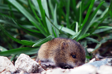 Naklejka na ściany i meble Mouse vole in the grass. A little wild mouse in the tall grass.