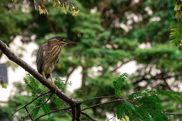 Bird Brazilian  