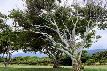 A large tree with impressive white branches at Kualoa Regional Beach Park in Hawaii, USA. - obrazy, fototapety, plakaty