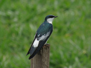 Swallow the river inn, watching the green grass