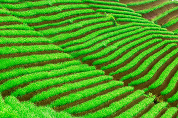 Amazing green terraced rice fields scenery