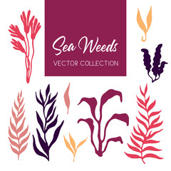 Collection of marine plants, leaves and seaweed