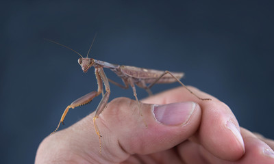 Insect hunter attacks. Mantis is a terrible monster of wildlife.