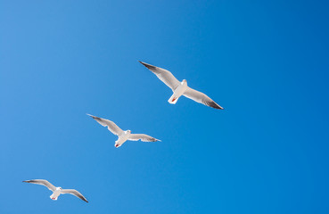 Fototapeta premium seagulls birds fly in the summer in the sky.