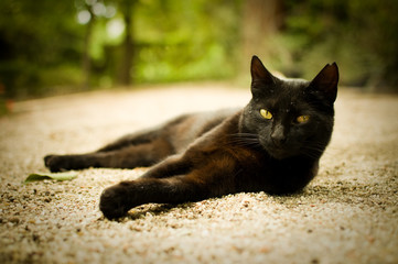 Gato negro tumbado en un jardín