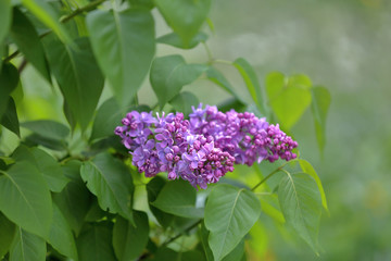 Early blooming lilac flowers in city park
