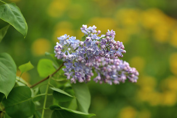 Obraz premium Early blooming lilac flowers in city park