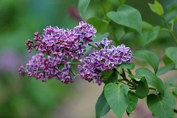 Early blooming lilac flowers in city park