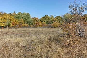 Amazing Autumn landscape of Cherna Gora (Monte Negro) mountain, Pernik Region, Bulgaria