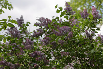 Early blooming lilac flowers in city park
