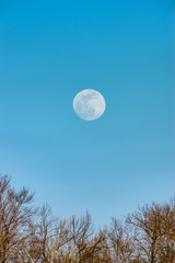 Super moon rising up above the trees in the winter.