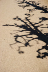 Ein Baum wirft Schatten von Ästen und Zweigen auf den hellen Untergrund. Wellblechfassade..