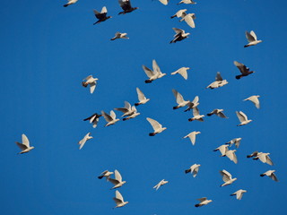 White pigeons flying on the blue sky