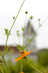 Abelha, flor e torre