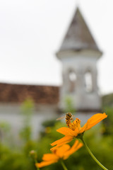 Abelha, Flor e Torre