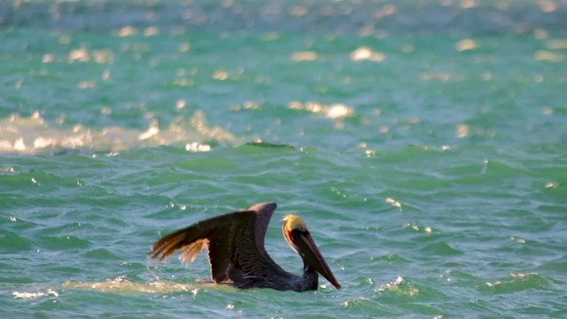 brown pelican uses strong winds and ocean swell to take off then glide along the lip of a wave before shooting skyward.  5x slow motion.