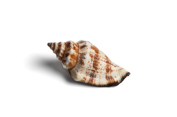 Seashell on white background