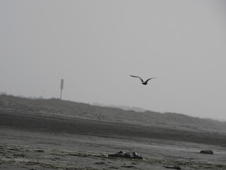 Bird flying