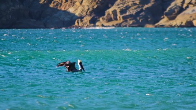 brown pelican uses strong offshore wind and ocean swell to take off then glide along lip of peeling wave.  5x slow motion at 120 fps captures the effort.