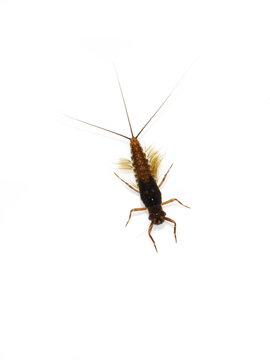 The aquatic nymph of a mayfly Ephemeroptera on white background