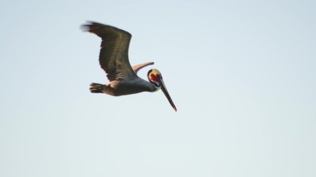 5x slow motion footage at 120 fps of brown pelican looking for fish then diving into pretty green water in strong offshore winds.