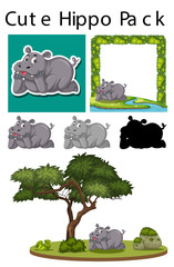 A pack of hippopotamus