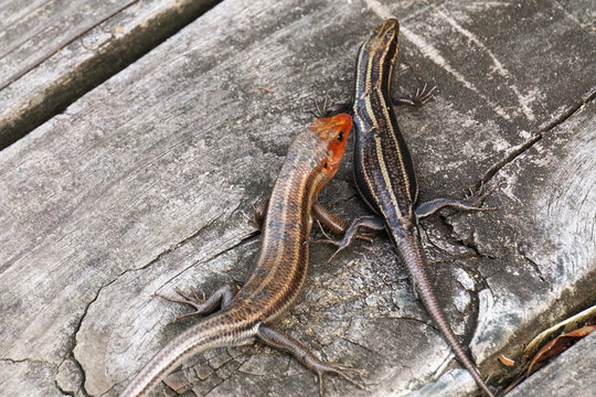 A pair of Southeastern Five-Lined Skinks (Plestiodon inexpectatus)