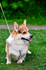 Pembroke Welsh Corgi dog portrait sitting on green grass