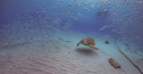 Obraz premium Turtle Views around the Caribbean Island of Curacao