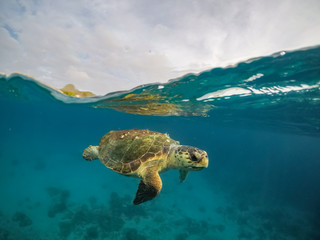 Turtle Views around the Caribbean Island of Curacao