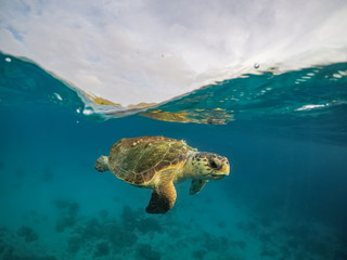 Turtle Views around the Caribbean Island of Curacao