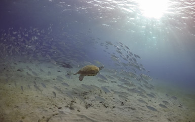 Fototapeta na wymiar Turtle Views around the Caribbean Island of Curacao