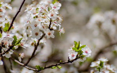 Small white flowers clumped together on a branch