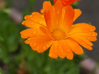 雨にぬれたキンセンカの花