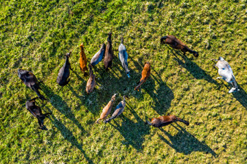 konie z dron © Piotr