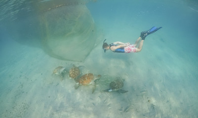 Turtle Views around the Caribbean Island of Curacao