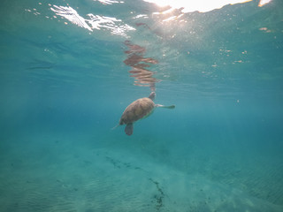 Turtle Views around the Caribbean Island of Curacao