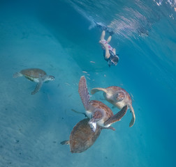 Turtle Views around the Caribbean Island of Curacao