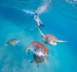 Turtle Views around the Caribbean Island of Curacao