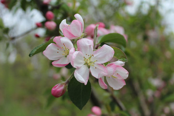 Red jade crabapple blossoms at Campground Road Woods in Des Plaines, Illinois