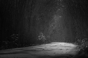 Summer rain in forest on dark background. Abstract texture.