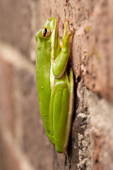 Macro green tree frog resting on brick wall vertical