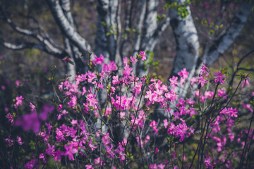 Close-up view of beautiful purple flowers of blooming rhododendron. Toned image.